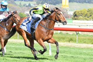 Exciting filly Peaceful (NZ) (Savabeel) winning the Listed O’Learys Fillies’ Stakes. Photo: Race Images PNorth